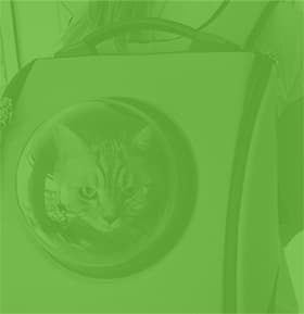 Заказать все и получить подарок чехол для кота